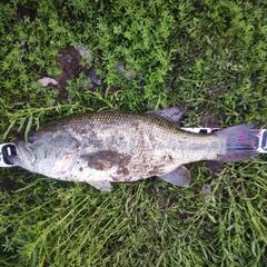 琵琶湖ボート　バス釣り仲間　ロクマル狙い
