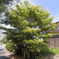 木の枝/木枝/幹/生木 あげます