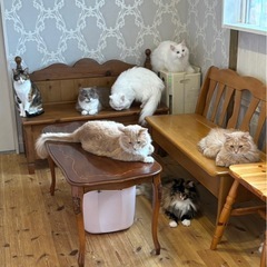 猫カフェスタッフ大募集★1日3時間〜勤務OK！の画像