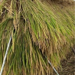 長野県産コシヒカリ 30キロ 籾付き 天日干し  新米 
