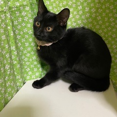 7月生まれ　クロ助オス猫