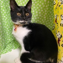 7月生まれ　黒白　オス猫
