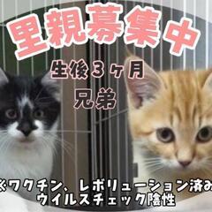 里親様決定 ｱﾘｶﾞﾄｳｺﾞｻﾞｲﾏｼﾀ!!MIX仔猫兄弟😺😸茶...