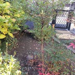 ○南天の木、植物の画像