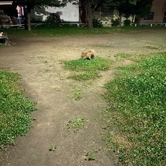 趣味、運動不足解消が目的。