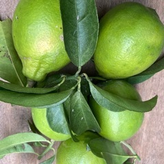 レモン🍋璃の香【1個50円】