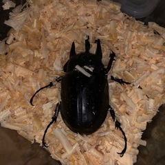 レックスゾウカブト