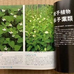 日本の野草 (山渓カラー名鑑)の画像