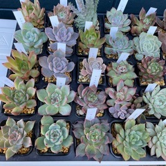 元気な多肉植物 苗  ③