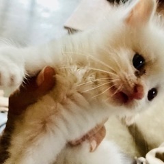 生後1ヶ月　青い目の男の子