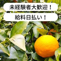 【日払い】愛媛県八幡浜市日土町でみかんの収穫作業のお仕事！【単発...