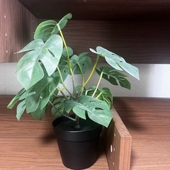 観葉植物×3