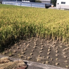 令和六年度紀の川市産ヒノヒカリ新米30キロ