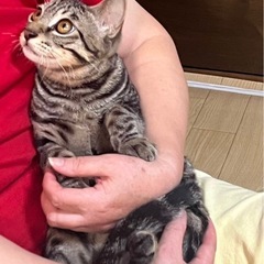 綺麗な甘えたキジ男子7ヶ月お見合いが決まりました。