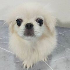 ペキニーズ男の子