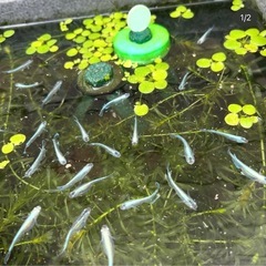 メダカの育て方お教えいたします。の画像