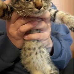 子猫の里親さん募集