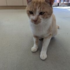 ★☆人間大好き☆★　茶白　男の子　甘えん坊です
