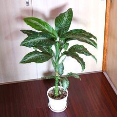 ディフェンバキア リフレクター　観葉植物　柄が美しい　高さ８０㎝　の画像