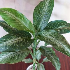 ディフェンバキア リフレクター　観葉植物　柄が美しい　高さ８０㎝　の画像