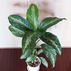 ディフェンバキア リフレクター　観葉植物　柄が美しい　高さ８０㎝　の画像