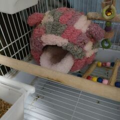 インコケージセットの画像