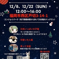 12/22 さち猫福岡譲渡会
