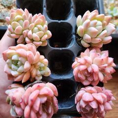 ピンクセット☆多肉植物☆韓国苗☆6苗根あり
