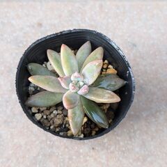 多肉植物　ポットごとお譲り