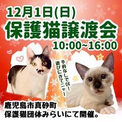 12月1日保護猫譲渡会