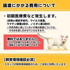 12月1日保護猫譲渡会 - 鹿児島市
