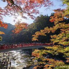 11月28日(木)に香嵐渓に紅葉を見に行きませんか❓ - 名古屋市