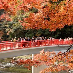 11月28日(木)に香嵐渓に紅葉を見に行きませんか❓ - 友達