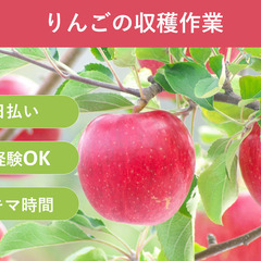 ＼日払い・1日OK！／初心者歓迎！りんご園地の片付け作業