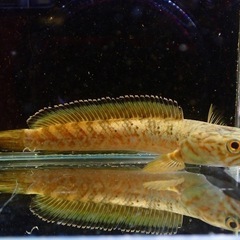 ボルネオ産チャンナ マルリオイデス'イエロー' スネークヘッド 50cm位