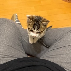 里親探しています。