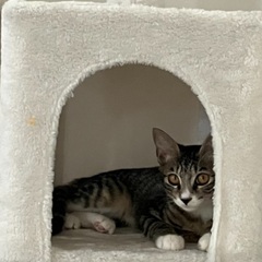 猫を探してください