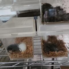 ヘラクレスオオカブトのメス3匹