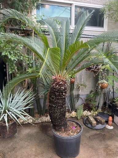 ソテツ（蘇轍）ドライガーデン　お引取り限定