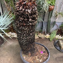 ソテツ（蘇轍）ドライガーデン お引取り限定