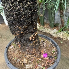 ソテツ（蘇轍）ドライガーデン お引取り限定