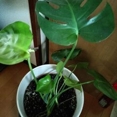 モンステラ　観葉植物の画像
