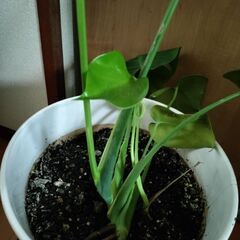 モンステラ　観葉植物の画像