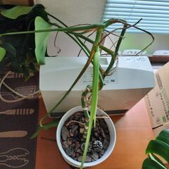 モンステラ　大株　観葉植物の画像