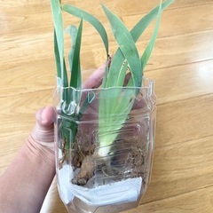 ジャーマンアイリス 黄色 2本