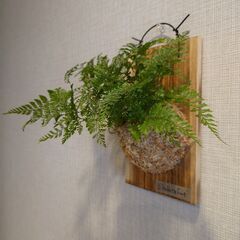 着生シダ植物 ダバリア「ラビットフット」板付け