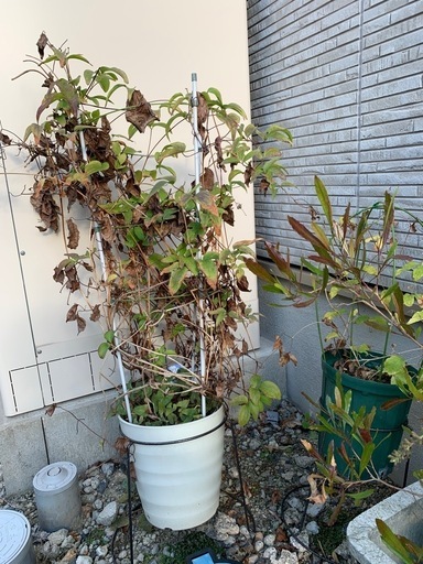 いろんな花