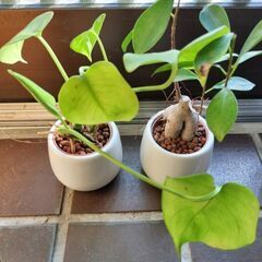ガジュマル　ヒメモンステラ　観葉植物の画像