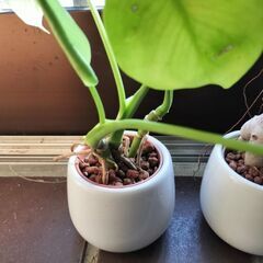 ガジュマル　ヒメモンステラ　観葉植物の画像