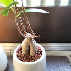 ガジュマル　ヒメモンステラ　観葉植物の画像